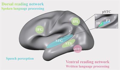 How Learning to Read Changes the Listening Brain